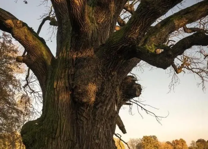 Mit Fasssauna By Interhome Apartment